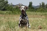 DALMATIEN 362